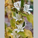 Tricyrtis affinis