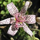 Tricyrtis (trójsklepka)