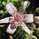 Tricyrtis hirta (trójsklepka owłosiona)