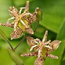 Tricyrtis latifolia (trójsklepka szerokolistna)