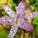 Tricyrtis macropoda
