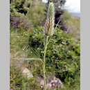 Trifolium angustifolium (koniczyna wąskolistna)