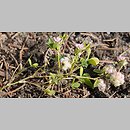 Trifolium tomentosum (koniczyna kutnerowata)