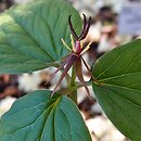 Trillium govanianum