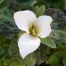 Trillium albidum