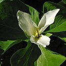 Trillium chloropetalum (trójlist zielonopłatkowy)