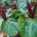Trillium chloropetalum var. giganteum