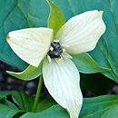 Trillium erectum Luteum