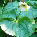 Trillium flexipes