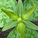 Trillium luteum (trójlist żółty)