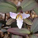 Trillium pusillum (trójlist drobny)