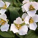 Pseudotrillium rivale
