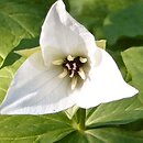 Trillium simile