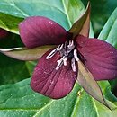 Trillium sulcatum