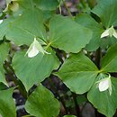 Trillium sulcatum var. luteum