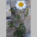 Matricaria maritima ssp. maritima (maruna nadmorska)