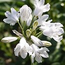 Triteleia grandiflora