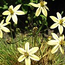 Triteleia ixioides ssp. scabra