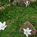 Triteleia peduncularis