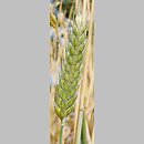Triticum dicoccon (pszenica płaskurka)
