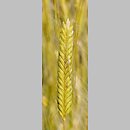 Triticum monococcum (pszenica samopsza)
