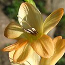 Tritonia crocata