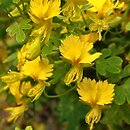 Tropaeolum peregrinum (nasturcja kanarkowa)