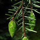 Tsuga caroliniana (choina karolińska)