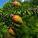 Tsuga diversifolia (choina różnolistna)
