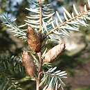 Tsuga forrestii