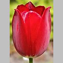 Tulipa aximiensis