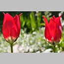 Tulipa didieri