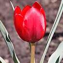 Tulipa montana