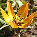 Tulipa orphanidea ssp. orphanidea