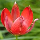 Tulipa orphanidea ssp. whittalii
