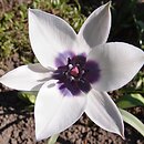 Tulipa humilis var. pulchella Alba