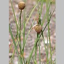 Typha minima (pałka drobna)