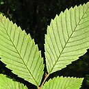 Ulmus americana (wiąz amerykański)