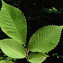 Ulmus davidiana (wiąz Davida)