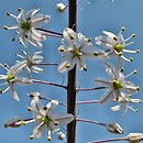 Drimia maritima (urginia morska)