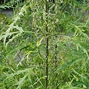 Urtica cannabina (pokrzywa konopiolistna)
