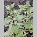 Urtica pilulifera (pokrzywa kuleczkowata)