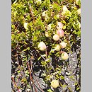 Oxycoccus macrocarpos (żurawina wielkoowocowa)