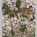 Valeriana montana (kozłek górski)