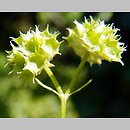 Valerianella coronata (roszpunka koroniasta)