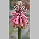 Veltheimia bracteata