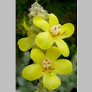Verbascum speciosum (dziewanna okazała)
