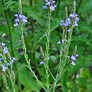 Verbena hastata (werbena oszczepowata)