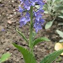 Veronica bachofenii