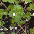 Veronica cymbalaria